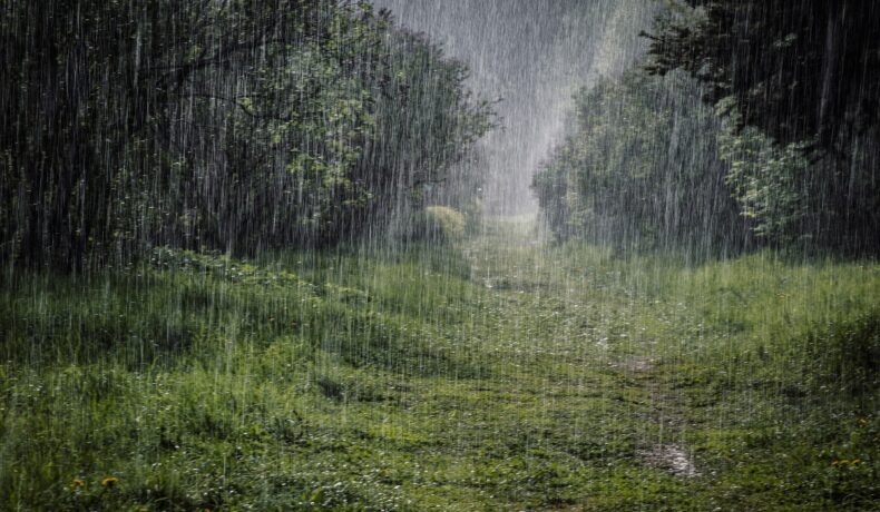 Ploaie în natură, cu copaci pe fundal, pentru a ilustra perioada în care a plouat timp de 2 milioane de ani pe Pământ