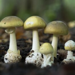 4 ciuperci buretele viperei, cea mai otrăvitoare ciupercă din lume, în pământ