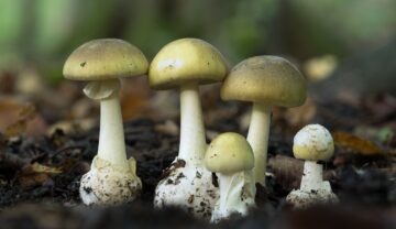 4 ciuperci buretele viperei, cea mai otrăvitoare ciupercă din lume, în pământ