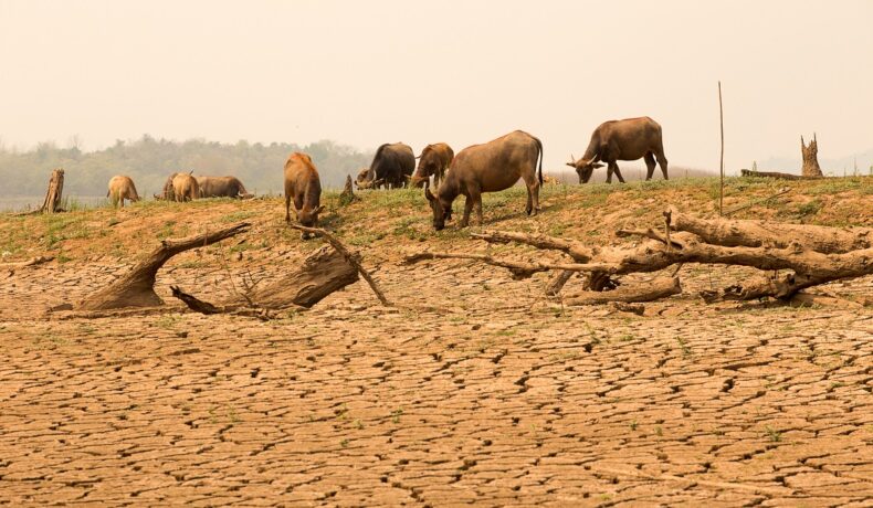 Cireadă de vaci pe un teren arid, crăpat, rezultat în urma încălzirii globale și a El Nino, fenomenul care va schimba temperaturile la nivel global