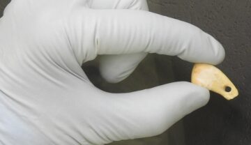 Un pandantiv vechi de 25.000 de ani, creat din dintele unui cerb în epoca de piatră, ținut în mână de un cercetător care poartă mănuși albe