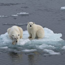 2 urși polari care stau pe o bucată mică de gheață marină din Arctica, înconjurați de apă