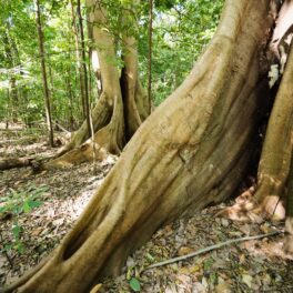 Rădăcina unui copac din pădurea tropicală din Indonezia, pentru a ilustra ce e Linia Wallace, bariera invizibilă ascunsă în văzul tuturor