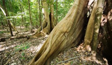 Rădăcina unui copac din pădurea tropicală din Indonezia, pentru a ilustra ce e Linia Wallace, bariera invizibilă ascunsă în văzul tuturor