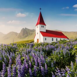 Biserică Lutheran Myrdal, albă cu acoperiș roșu, într-un câmp de flori mov, în Islanda, una dintre cele mai sigure țări din lume