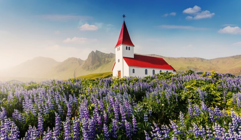 Biserică Lutheran Myrdal, albă cu acoperiș roșu, într-un câmp de flori mov, în Islanda, una dintre cele mai sigure țări din lume