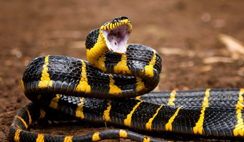Șarpe Boiga dendrophila, cu negru și galben, pe fundal roșu, care se pregătește să atace, pentru a ilustra care sunt șansele să fii mușcat de un șarpe veninos
