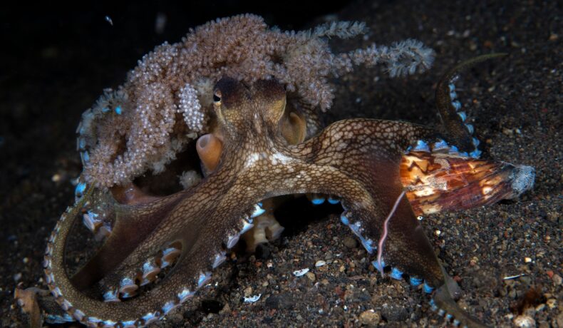 Caracatiță maro, cu ouă în spate, pe fundul oceanului, o descoperire rară, posibil în Oceanul Pacific