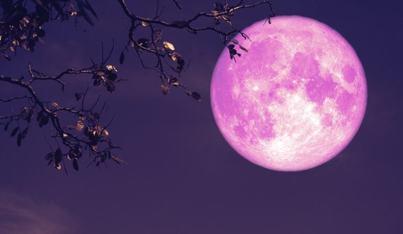 Lună plină roz, pe cer albastru, cu crenguțe în partea stângă, pentru a ilustra Luna Cerbului 2023