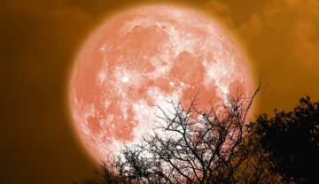 Lună plină portocalie, în spatele unui copac, similară cu Luna plină a sturionului din 2023