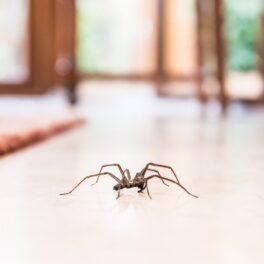 Păianjen brun care se află în casă, lângă covor, pe gresie albă. Experții susțin că nu trebuie să omori păianjenii în casă