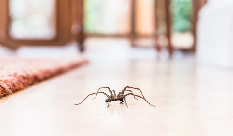 Păianjen brun care se află în casă, lângă covor, pe gresie albă. Experții susțin că nu trebuie să omori păianjenii în casă