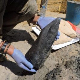 Bucată din cea mai veche structură construită de oameni, bucată de lemn neagră, ținută în mână de un arheolog