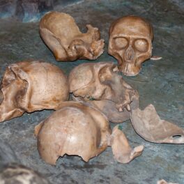 Craniile mai multor specii care au fost strămoșii oamenilor, pe fundal de piatră gri, dincolo de cum foloseau rămășițele