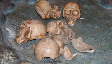 Craniile mai multor specii care au fost strămoșii oamenilor, pe fundal de piatră gri, dincolo de cum foloseau rămășițele