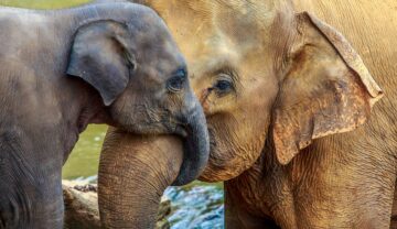 Pui elefant care ține cu trompa un elefant adult, pentru a ilsutra cum elefanții sălbatici ar fi fost domesticiți