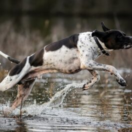 Câine cu alb și negru care aleargă prin apă într-un râu, la fel precum câinele care a fost ajutat de crocodilii dintr-un râu