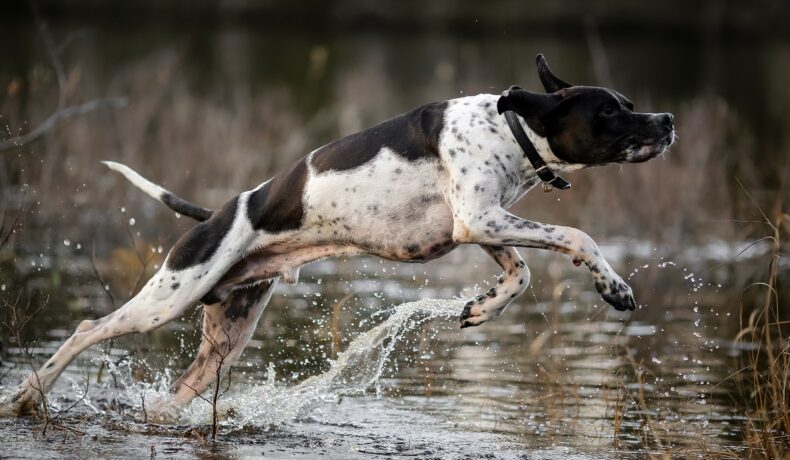 Câine cu alb și negru care aleargă prin apă într-un râu, la fel precum câinele care a fost ajutat de crocodilii dintr-un râu