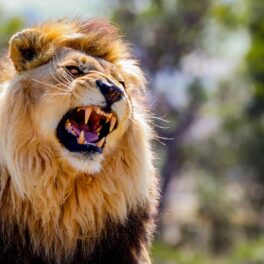 Leu care rage, pe fundal de pădure, care nu e prădătorul care sperie animalele din Africa