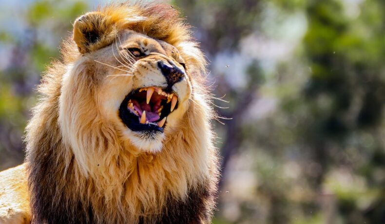 Leu care rage, pe fundal de pădure, care nu e prădătorul care sperie animalele din Africa