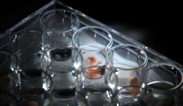 Embrioni de șoarece, similari cu primii embrioni crescuți în spațiu, în recipiente de sticlă, pe fundal negru