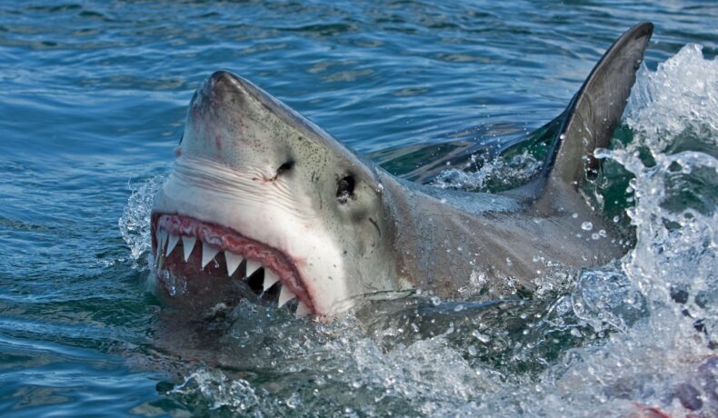 Botul unui mare rechin alb care iese din apă și i se văd dinții, pentru a ilustra cum rechinii albi au fost atât de speriați încât au părăsit coasta Africii