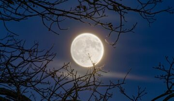 Lună Plinăpe cer, văzută printre crengile negre, fără frunze, similară cu Luna Castorului din 2023