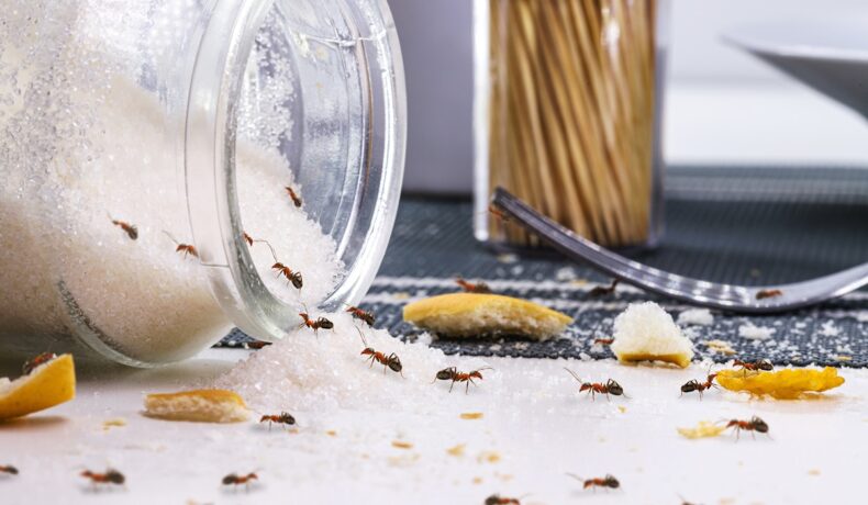 Furnici care intră într-un borcan cu zahăr răsturnat, pe bufet, entru a ilustra câte animale ascunse ai în casă