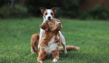 2 câini, unul mai mare și roșiatic, cu un jack terrier care stă deasupra lui, în iarbă, pentru a ilustra câinii care trăiesc cel mai mult